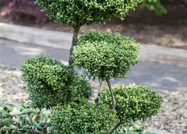 Bonsai