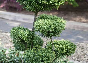 Bonsai