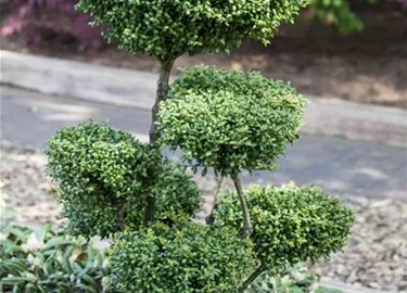 Bonsai