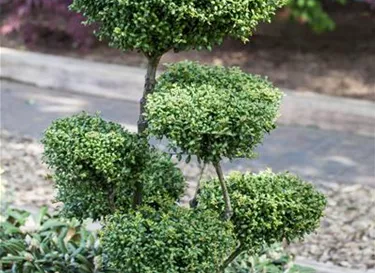 Bonsai
