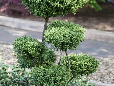 Bonsai