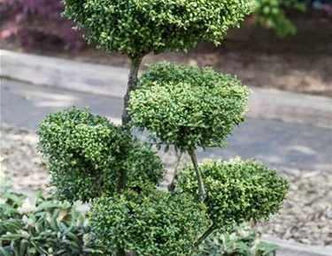 Bonsai