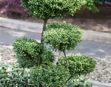 Bonsai