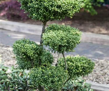 Bonsai