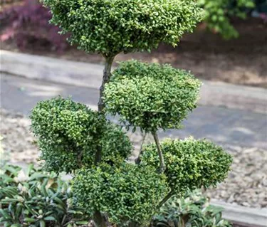 Bonsai