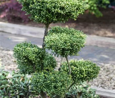 Bonsai