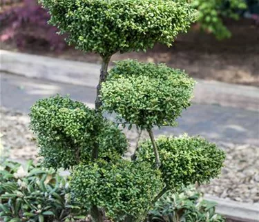 Bonsai