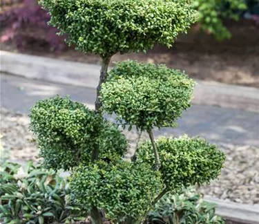 Bonsai