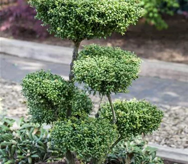 Bonsai
