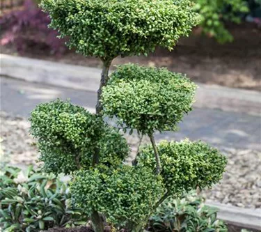 Bonsai