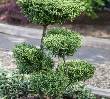 Bonsai