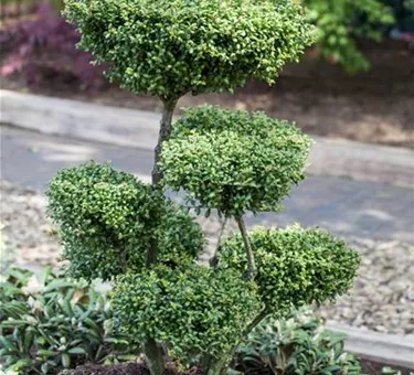 Bonsai
