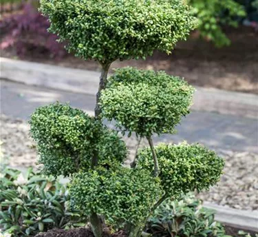 Bonsai