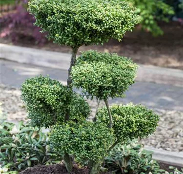 Bonsai