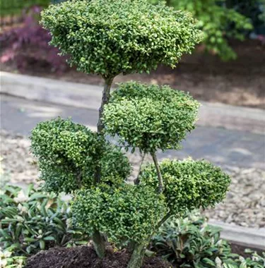 Bonsai