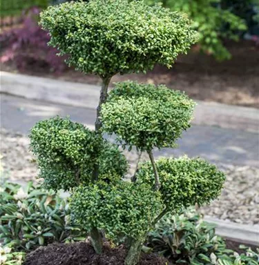 Bonsai