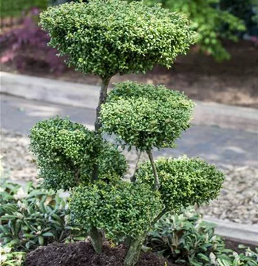 Bonsai