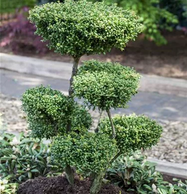Bonsai