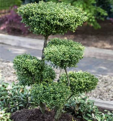 Bonsai