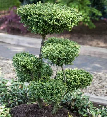 Bonsai