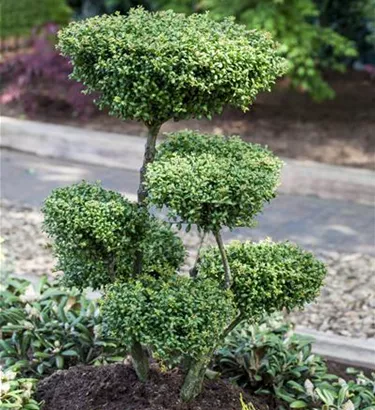 Bonsai