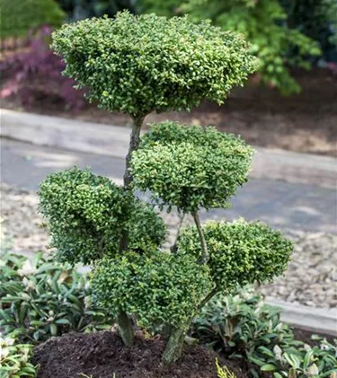 Bonsai