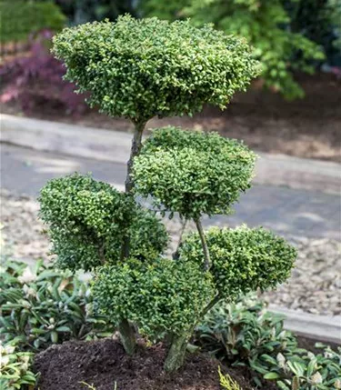 Bonsai
