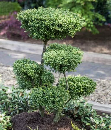 Bonsai