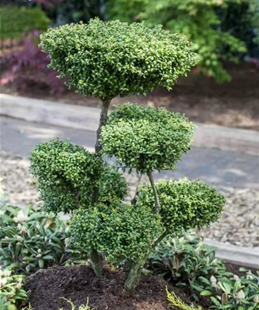 Bonsai