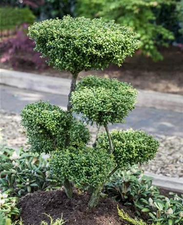 Bonsai