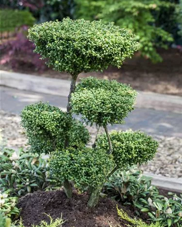 Bonsai