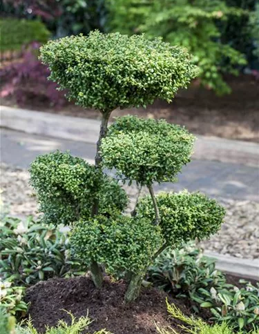 Bonsai