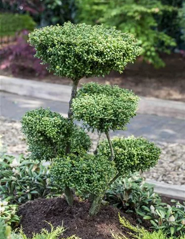 Bonsai