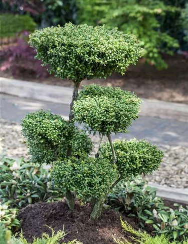 Bonsai