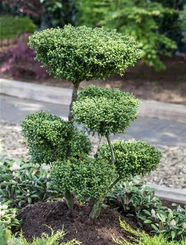 Bonsai