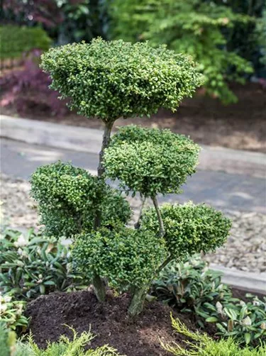 Bonsai