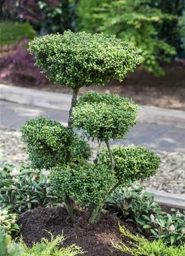 Bonsai
