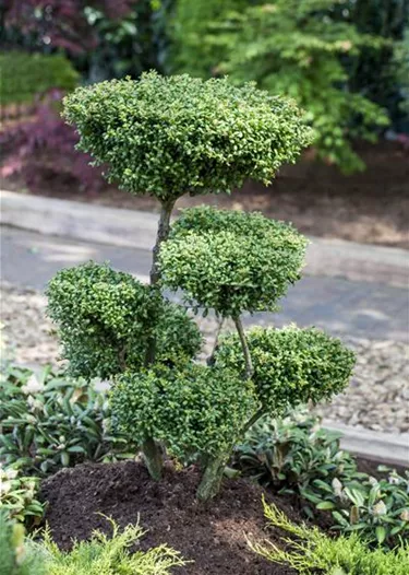 Bonsai
