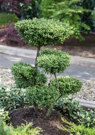 Bonsai