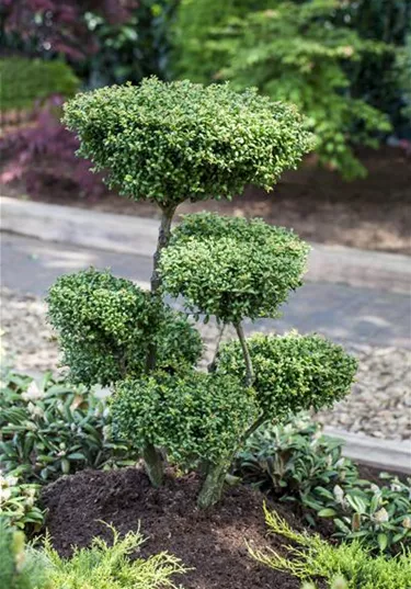 Bonsai