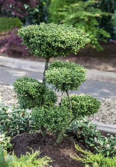 Bonsai