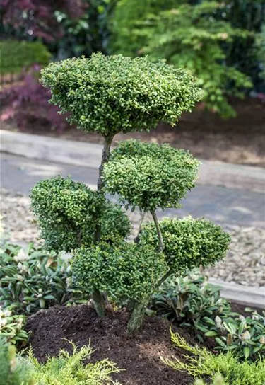 Bonsai