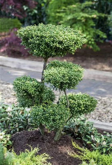 Bonsai