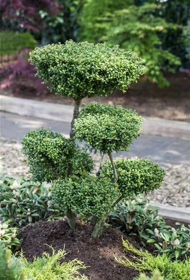 Bonsai