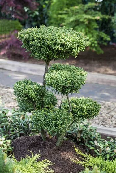 Bonsai