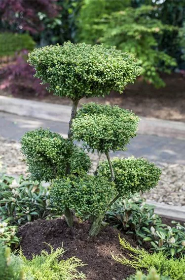 Bonsai