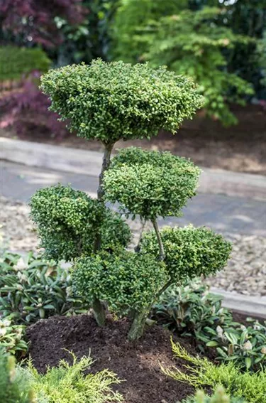 Bonsai