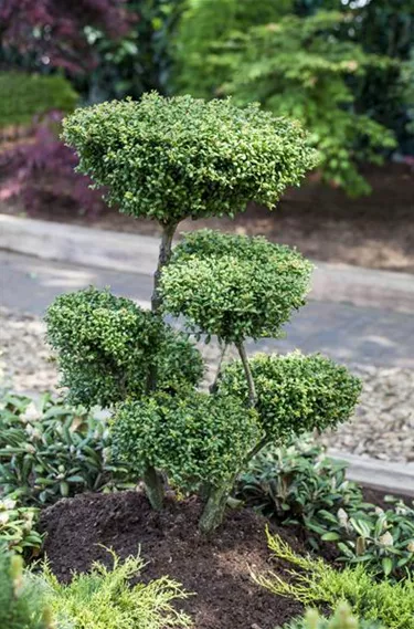 Bonsai