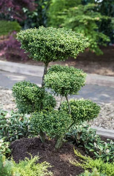 Bonsai