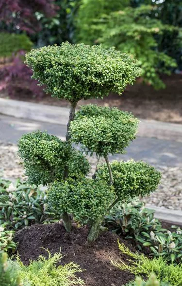 Bonsai